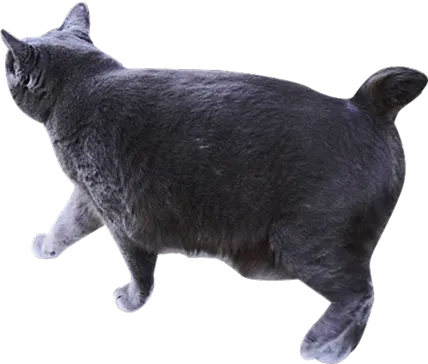 黒い猫のイラスト