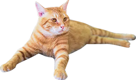 茶色の猫のイラスト